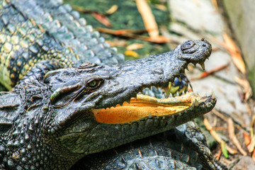 Crocodile with an open mouth.