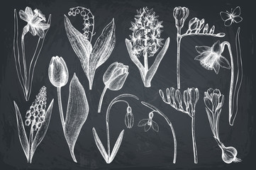 Vector collection of hand drawn spring flowers sketch. Botanical illustrations of springtime plants on chalkboard