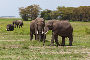 Naklejka na ściany i meble elephants graze on a pasture in Amboseli National Park