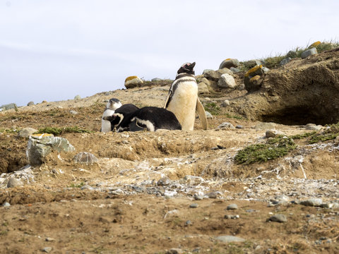 Magellanic Penguin, Spheniscus magellanicus, with nesting burrows,  Isla Magdalena, Patagonia, Chile