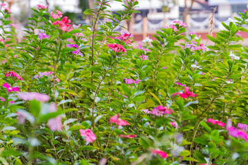Close up flowers background. Natural flower background. Amazing nature view of flowers blooming in garden under sunlight at the middle of summer day.