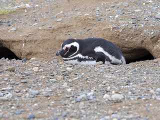 Magellanic Penguin, Spheniscus magellanicus, with nesting burrows,  Isla Magdalena, Patagonia, Chile