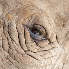 Fototapeta premium White Rhinoceros eye for background