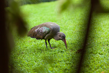 Colorful ibis bird on safari in Kenya