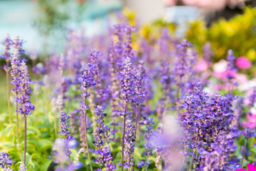 Close up flowers background. Natural flower background. Amazing nature view of flowers blooming in garden under sunlight at the middle of summer day.