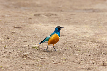 Widespread in Kenya bird.