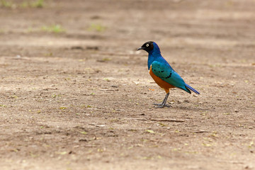 Colorful bird  on safari in Kenya