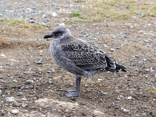 yung Kelp Gull, Larus dominicanus, Isla Magdalena, Patagonia, Chile