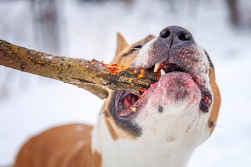 Американский стаффордширский терьер грызёт палку