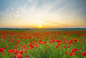 Fototapeta na wymiar sunset over poppy meadow