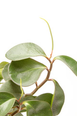 Flowering houseplant isolated on white background