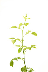 Young shoot with unopened rose bud isolated on white background