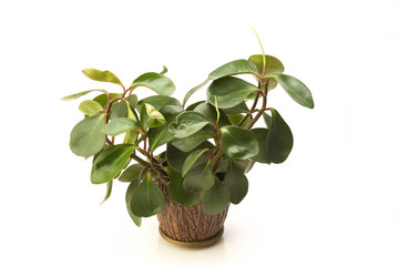 Peperomia isolated on white background
