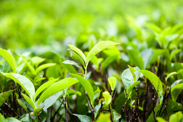 Obraz premium Fresh green tea leaves on a tea plantation