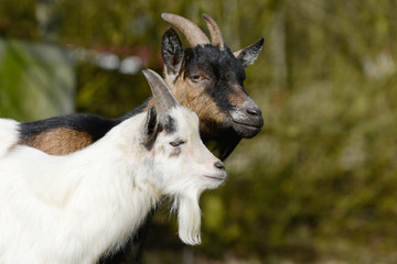 goats looking in the nature
