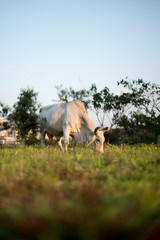 Thailand Cow