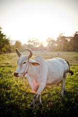 Fototapeta na wymiar Thailand Cow