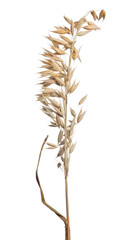 Fototapeta premium isolated on white dry brown ear of oat