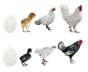 rooster stages of life isolated on white