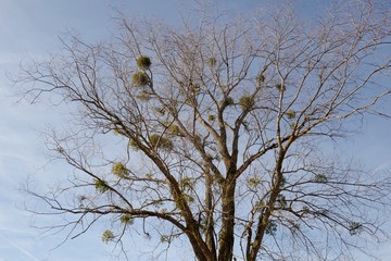 Misteln im winterkahlen Laubbaum vor blauem Himmel