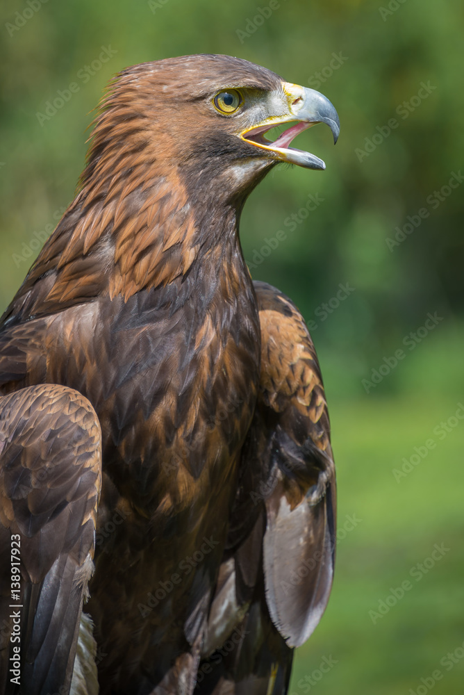 Poster An upright vertical three quarter close up portrait of a golden eagle with beak open showing tongue