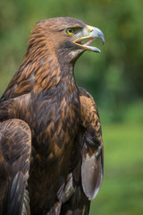 An upright vertical three quarter close up portrait of a golden eagle with beak open showing tongue
