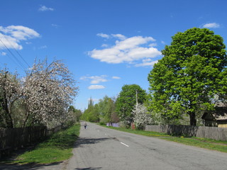 Fototapeta na wymiar Beautiful views landscape of the natural bloom bright spring trees in the village. Along the way herbs and flowering spring trees, and overhead a bright sky with white clouds.