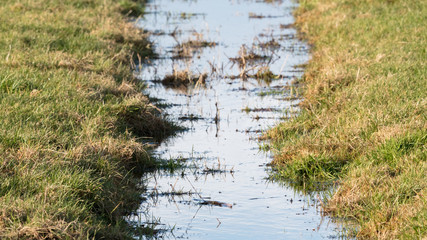 Ditch and meadows in waterland Friesland, selective focus