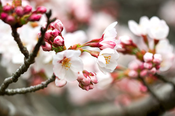 Sakura. Cherry Blossom in Springtime. Beautiful Pink Flowers