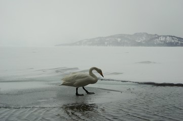 Naklejka premium landscape with lake and whooper swan, Lake Kussharo 屈斜路湖の氷を歩くオオハクチョウ
