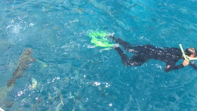 Snorkelling Great Barrier Reef