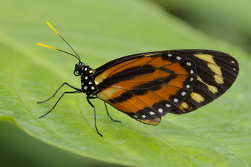 butterfly on a leaf
