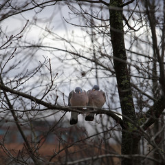2 pigeons on a branch