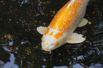 Koi fish in a Japanise garden