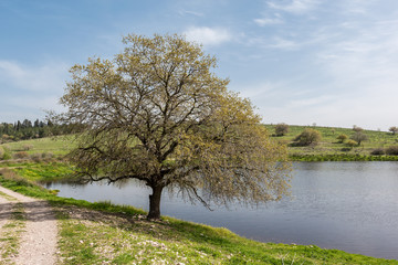 Single budding tree by the lake on a nice spring day