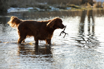 irish setter dog running in the water ,
