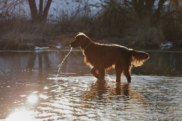 irish setter dog running in the water ,
