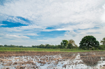 Fototapeta na wymiar Rice field background in Thailand.