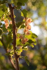 Obraz premium White (yellow) currant