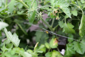 There is a spider on the web.