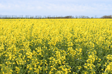 Obraz premium a field of yellow flowers.