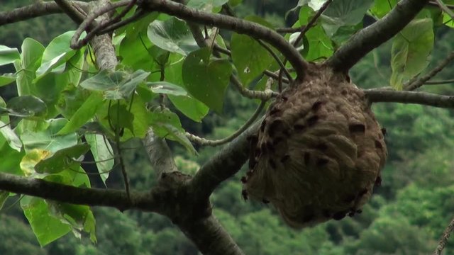 Swarming of bees