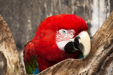 Macaw 07