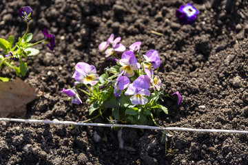 planting flowers in the spring. manual work. shallow dof