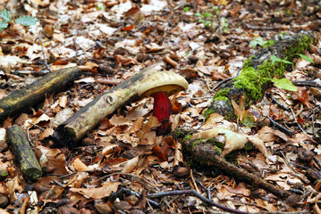 Naklejka premium Travel to Sankt-Wolfgang, Austria. The mushroom with the dry leaves on the background in the forest.