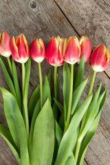 Beautiful red tulips