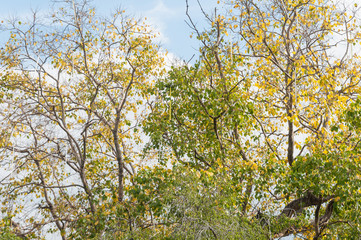 Trees with blue sky in public park.