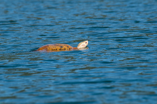 Schildkröte schwimmt auf der Wasseroberfläche im See