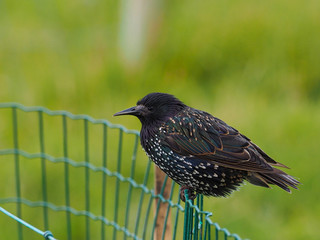 22:40  Starling from Faroe Islands - Sturnus vulgaris faeroensis