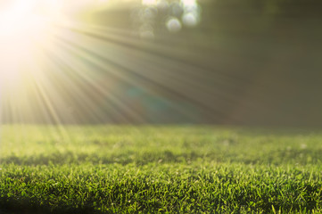 Fototapeta na wymiar Green grass meadow lit by bright summer sun background with beautiful bokeh effect.